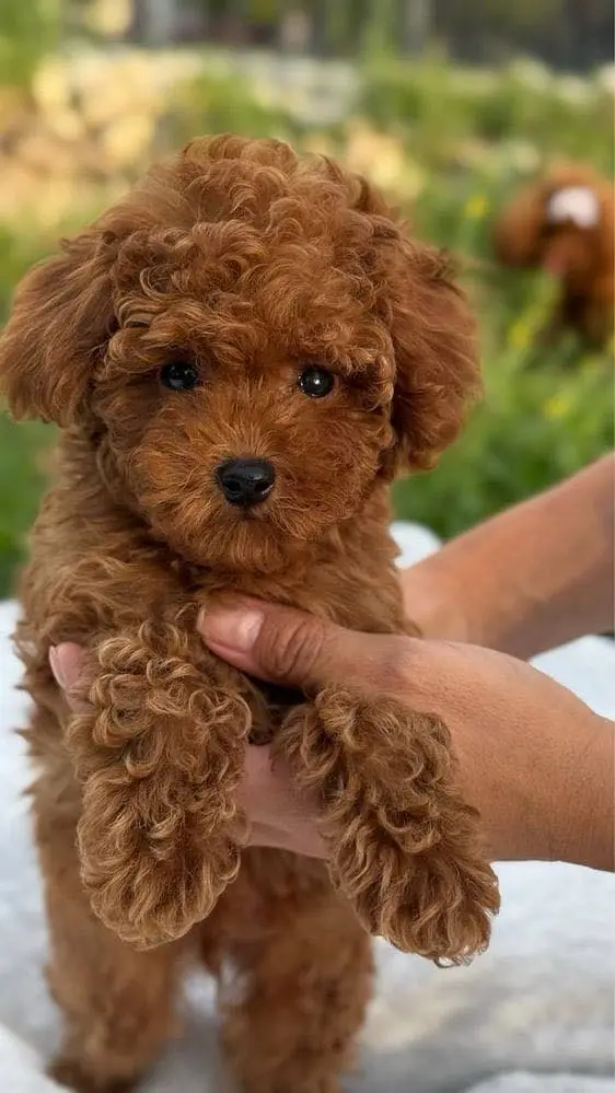 Poodle — photo 3