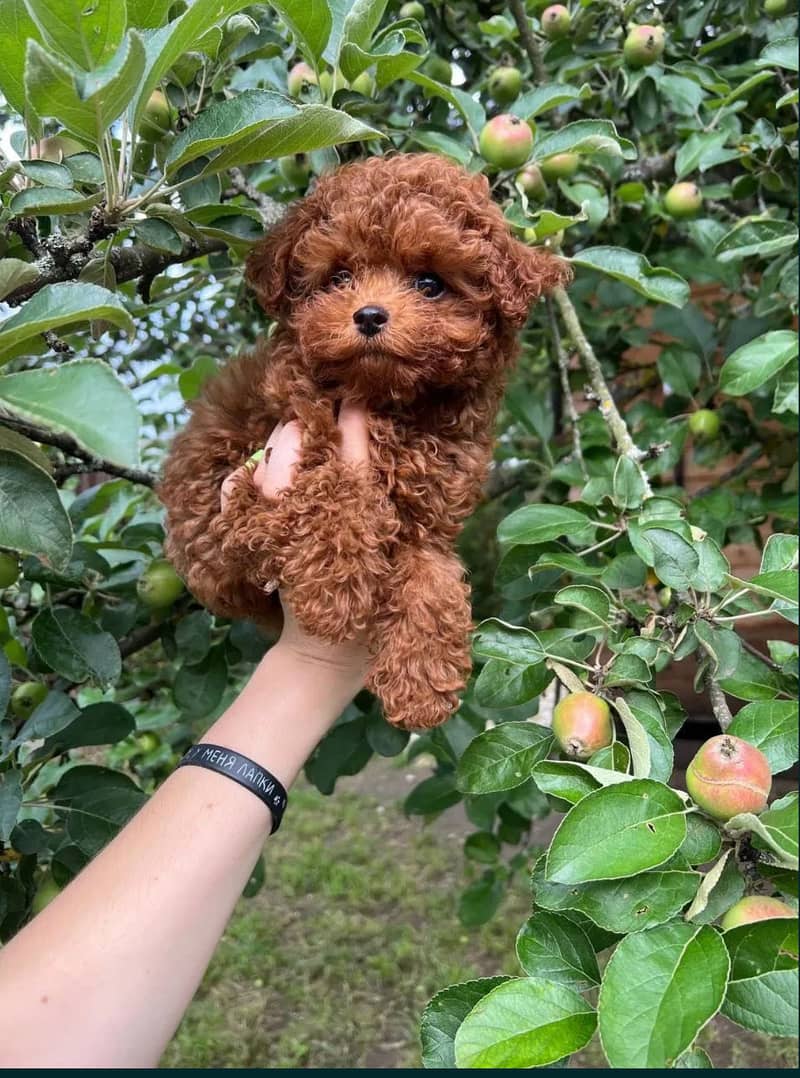 Poodle 3