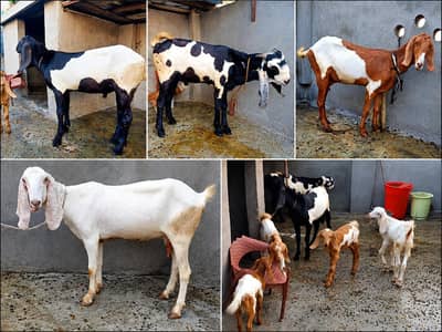 pure desi bakry bakriyan for sale. sath bachy b han