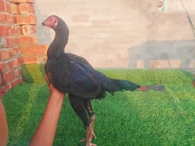 pokay burmi female