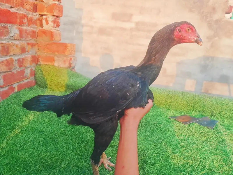 pokay burmi female — photo 3