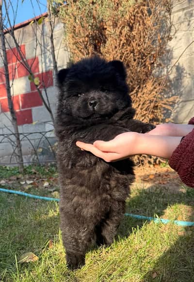 Chow chow