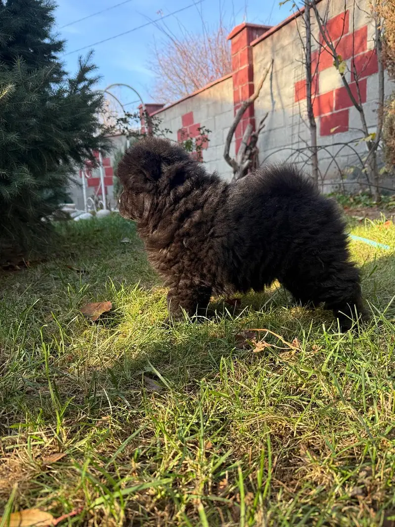 Chow chow — photo 2