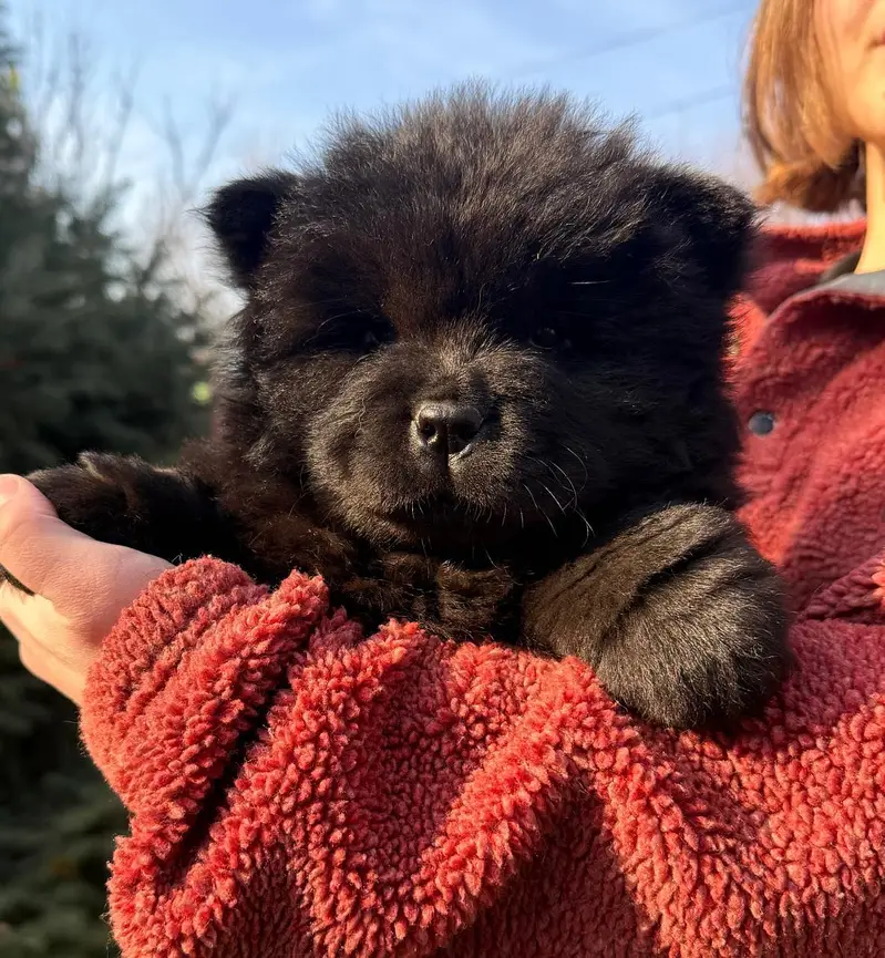 Chow chow — photo 4