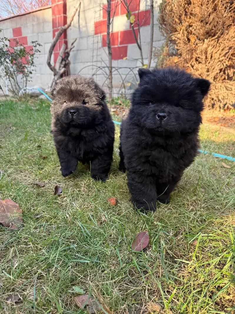 Chow chow — photo 6