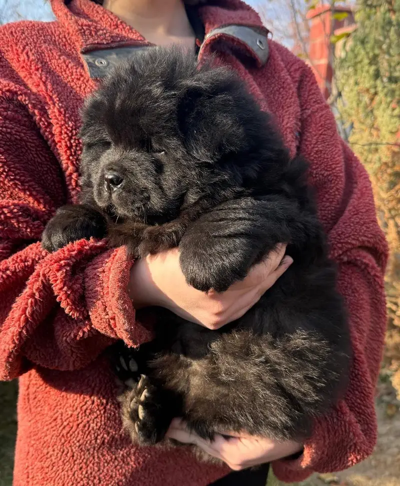 Chow chow — photo 7