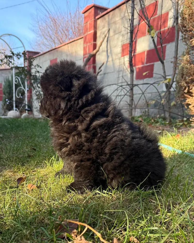 Chow chow — photo 8