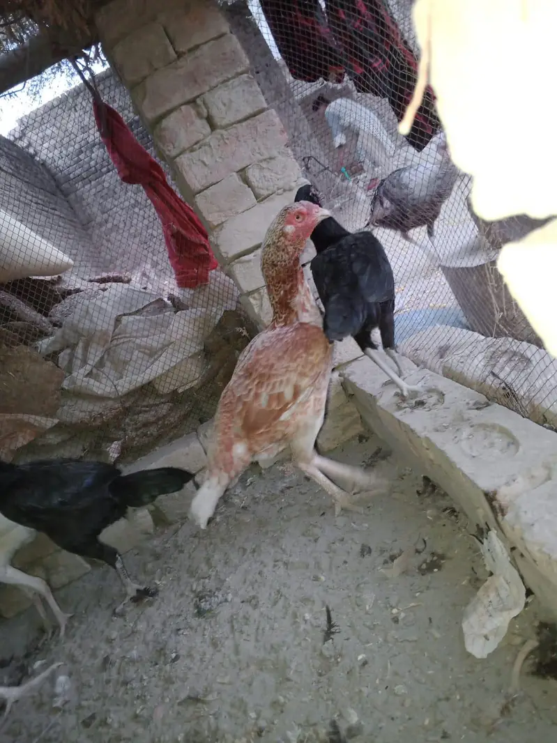 aseel — photo 7