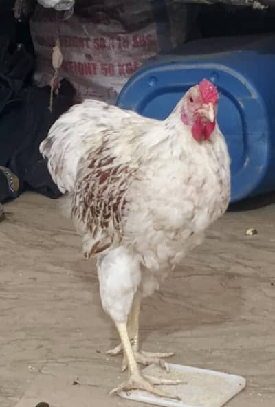 Wyandotte pair available for sale
