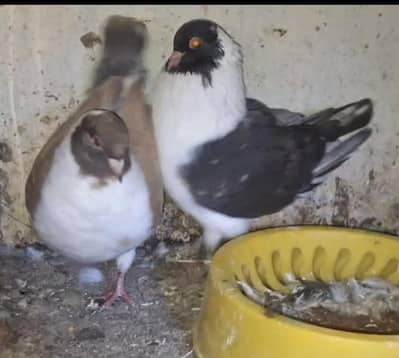Ghazi Modena ready to first breed pair for sale.