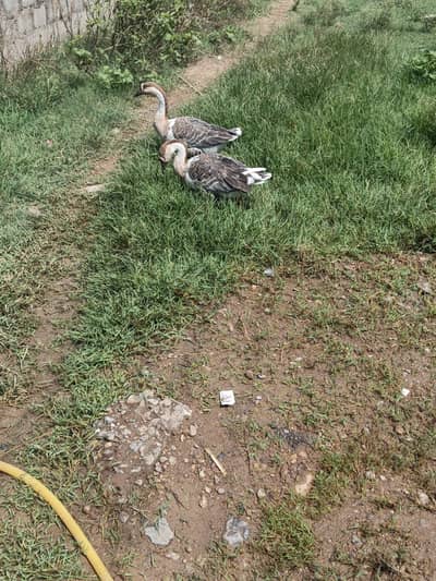 Coloured Long Neck Ducks Breeder pair with breed history