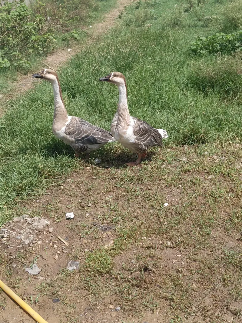 Coloured Long Neck Ducks Breeder pair with breed history — photo 2