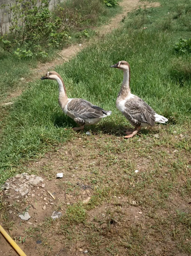 Coloured Long Neck Ducks Breeder pair with breed history — photo 3