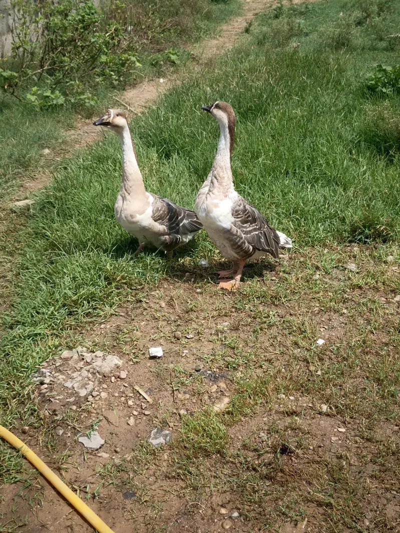Coloured Long Neck Ducks Breeder pair with breed history — photo 4
