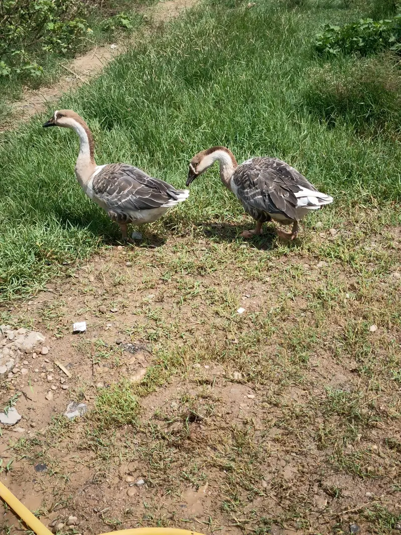Coloured Long Neck Ducks Breeder pair with breed history — photo 5