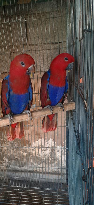electuse pair and 1 extra female