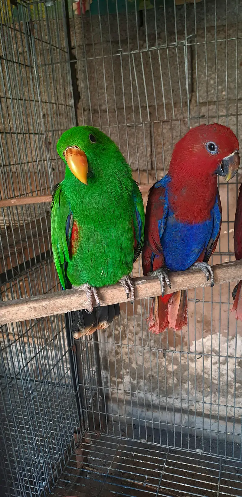 electuse pair and 1 extra female — photo 2