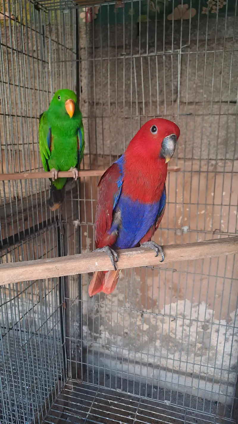 electuse pair and 1 extra female — photo 3