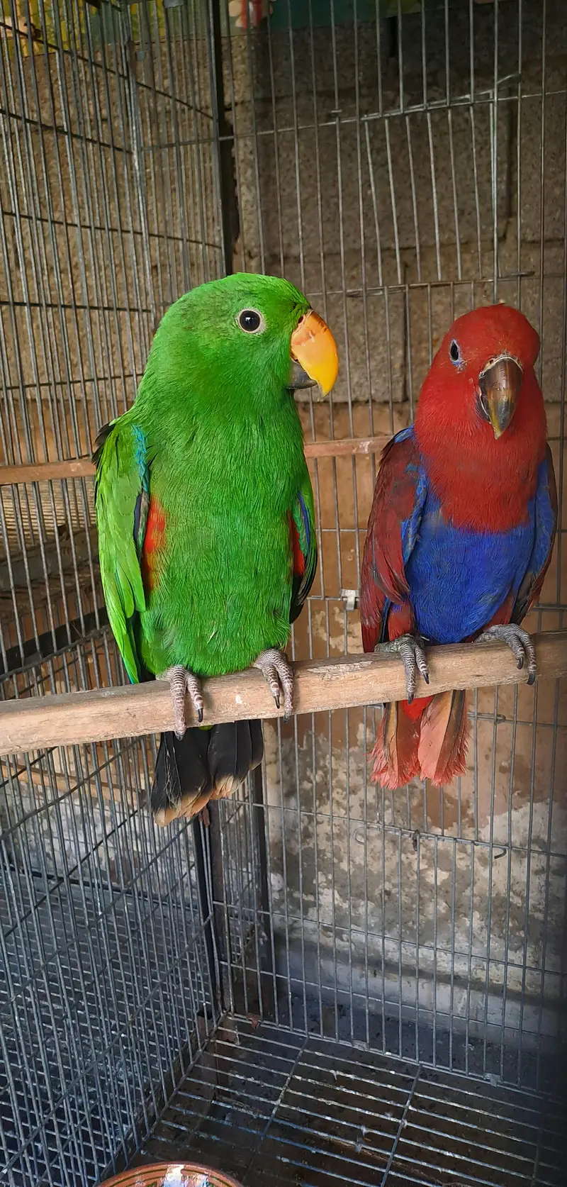 electuse pair and 1 extra female — photo 5