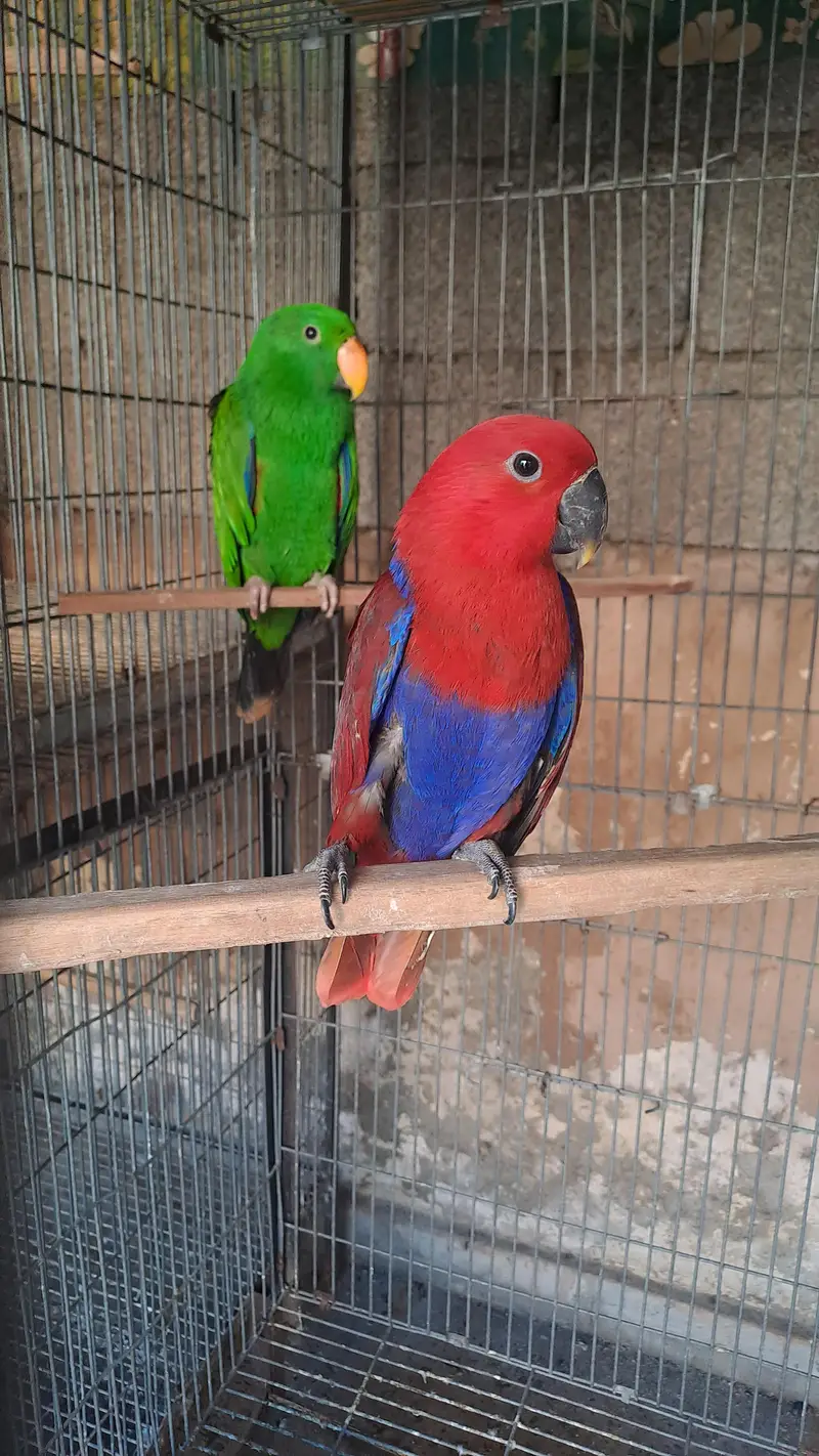 electuse pair and 1 extra female — photo 7
