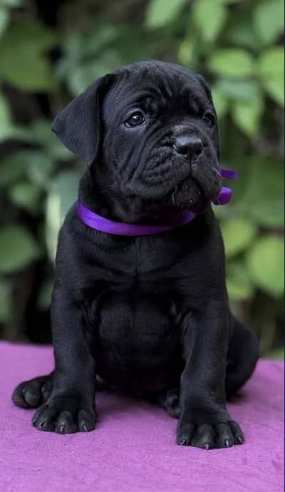 Cane corso