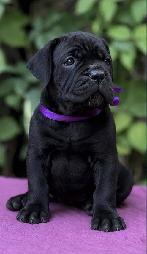 Cane corso 0