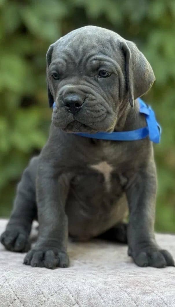 Cane corso 1