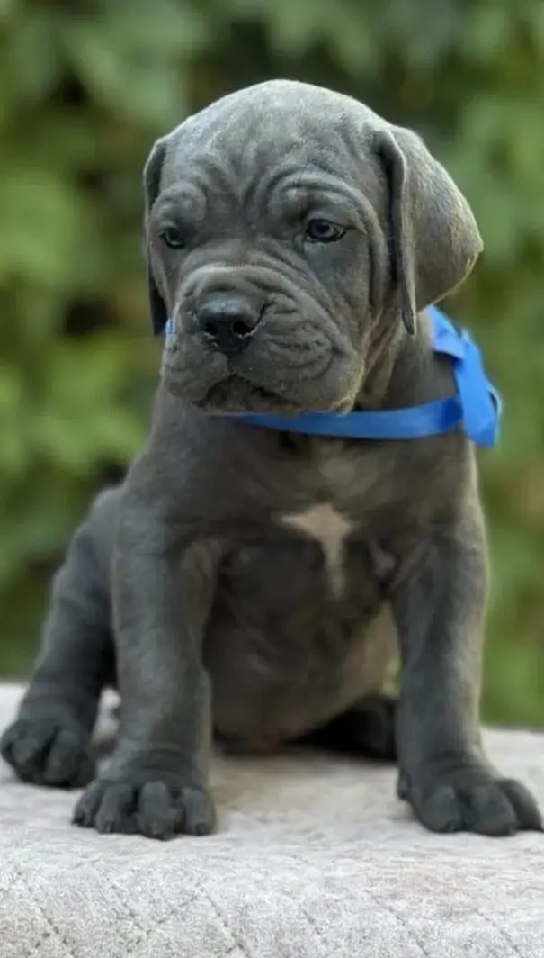 Cane corso — photo 2