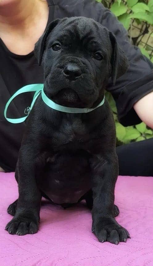 Cane corso 3