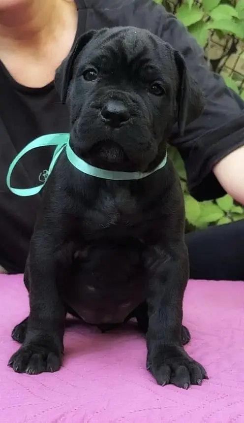 Cane corso — photo 4
