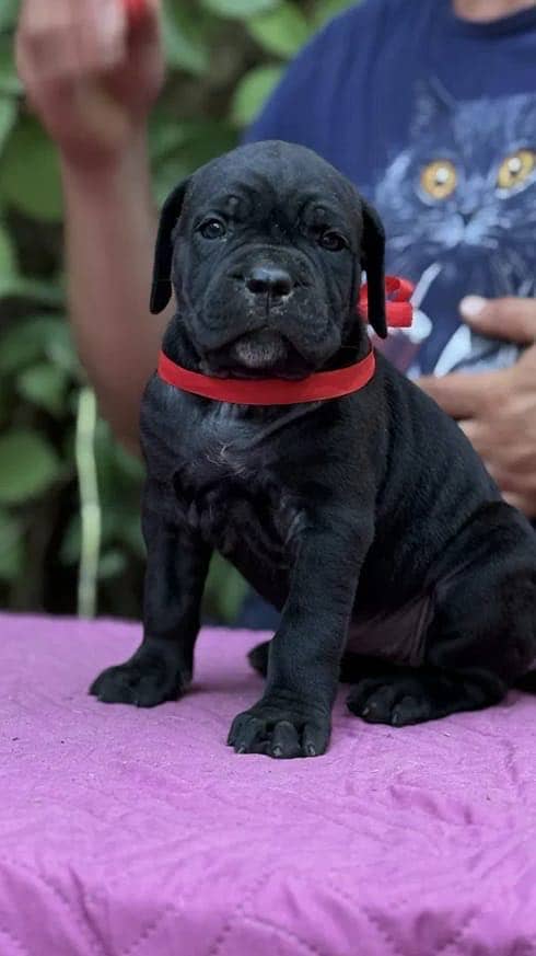 Cane corso 4