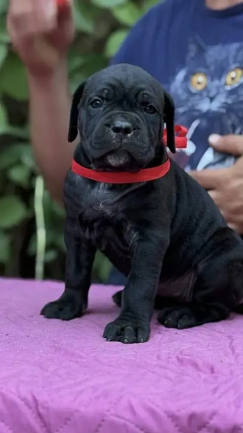Cane corso — photo 5