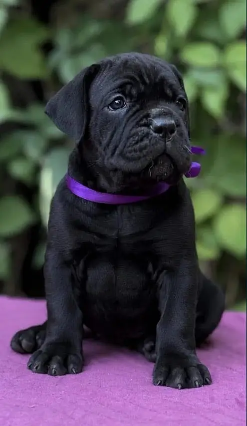 Cane corso — photo 6