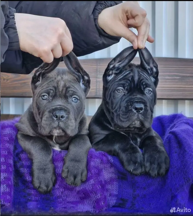 Cane corso — photo 7