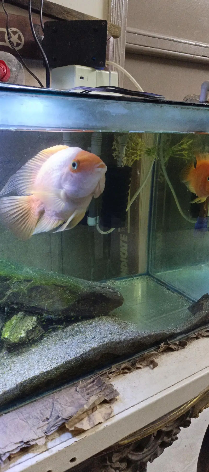 8 inch parrot fish — photo 2