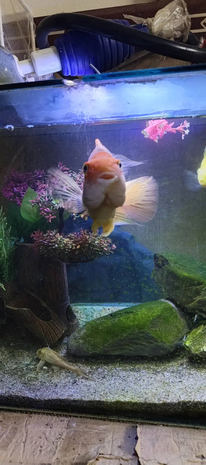 8 inch parrot fish — photo 3