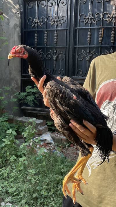 Pura shamo chick for sale