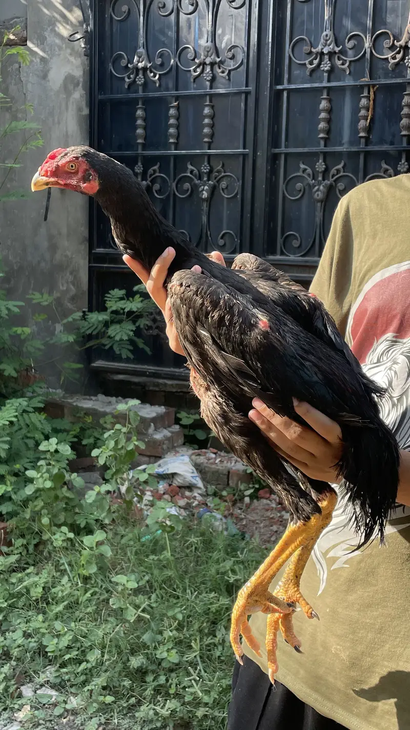 Pura shamo chick for sale — photo 2