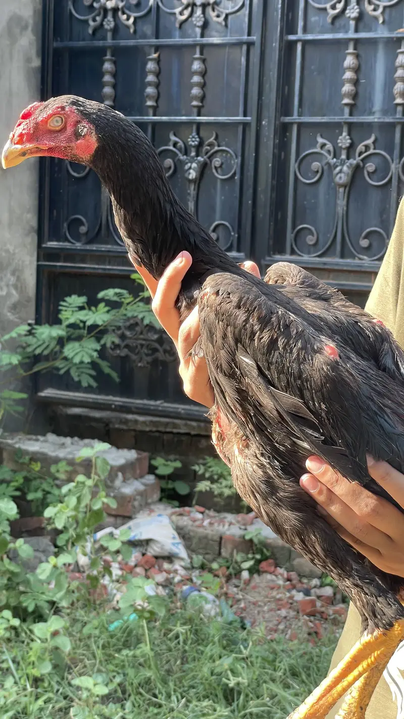 Pura shamo chick for sale — photo 3