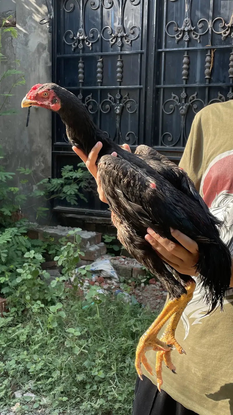 Pura shamo chick for sale — photo 4