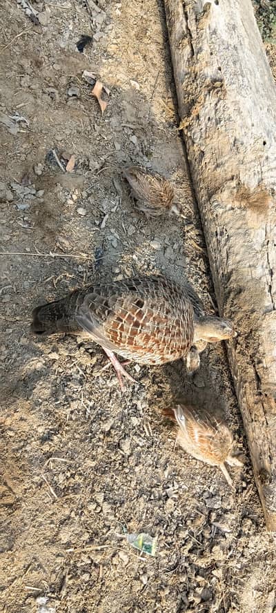 Dakhni Teetar Pair Single Breader Pair Available