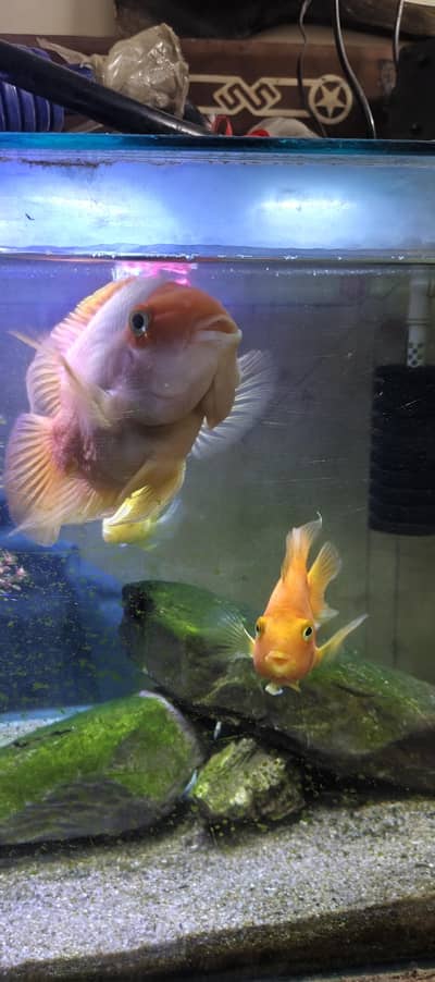 8 inch parrot fish