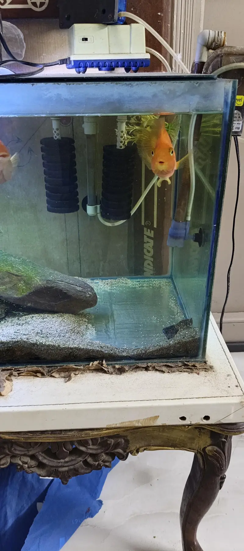 8 inch parrot fish — photo 4