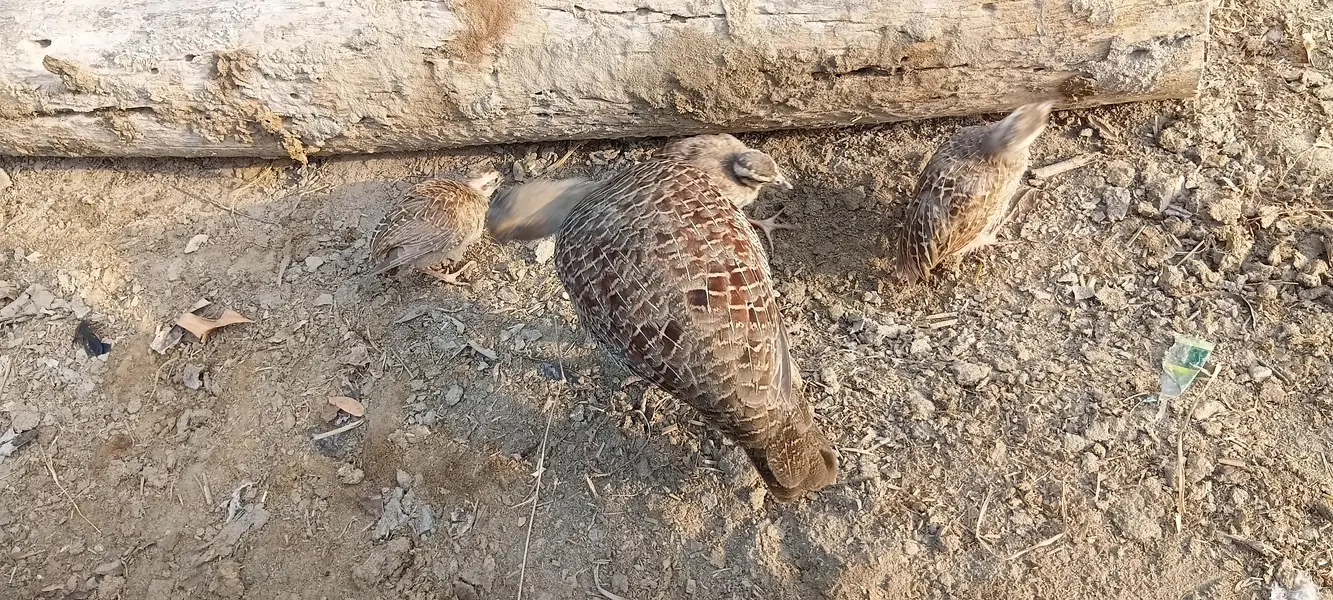 Dakhni Teetar Pair Single Breader Pair Available — photo 2