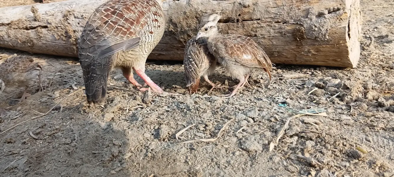 Dakhni Teetar Pair Single Breader Pair Available — photo 3