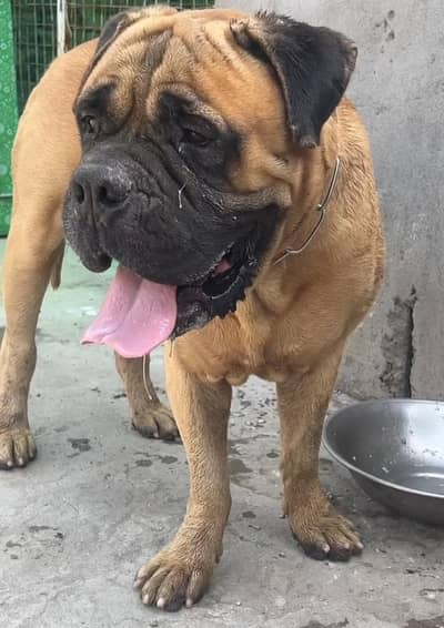 bull mestiff male for sale