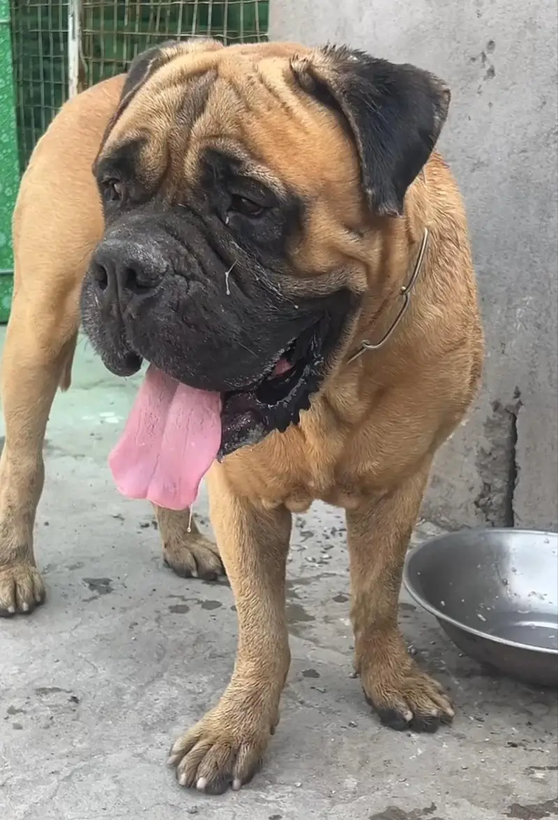 bull mestiff male for sale — photo 2