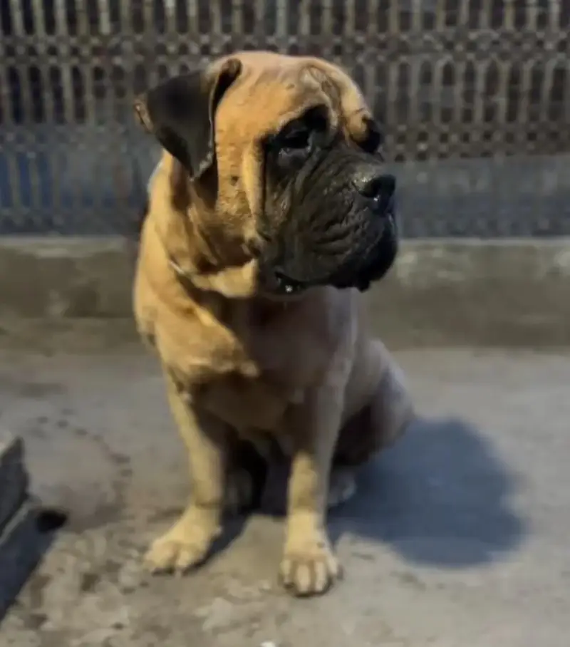 bull mestiff male for sale — photo 3