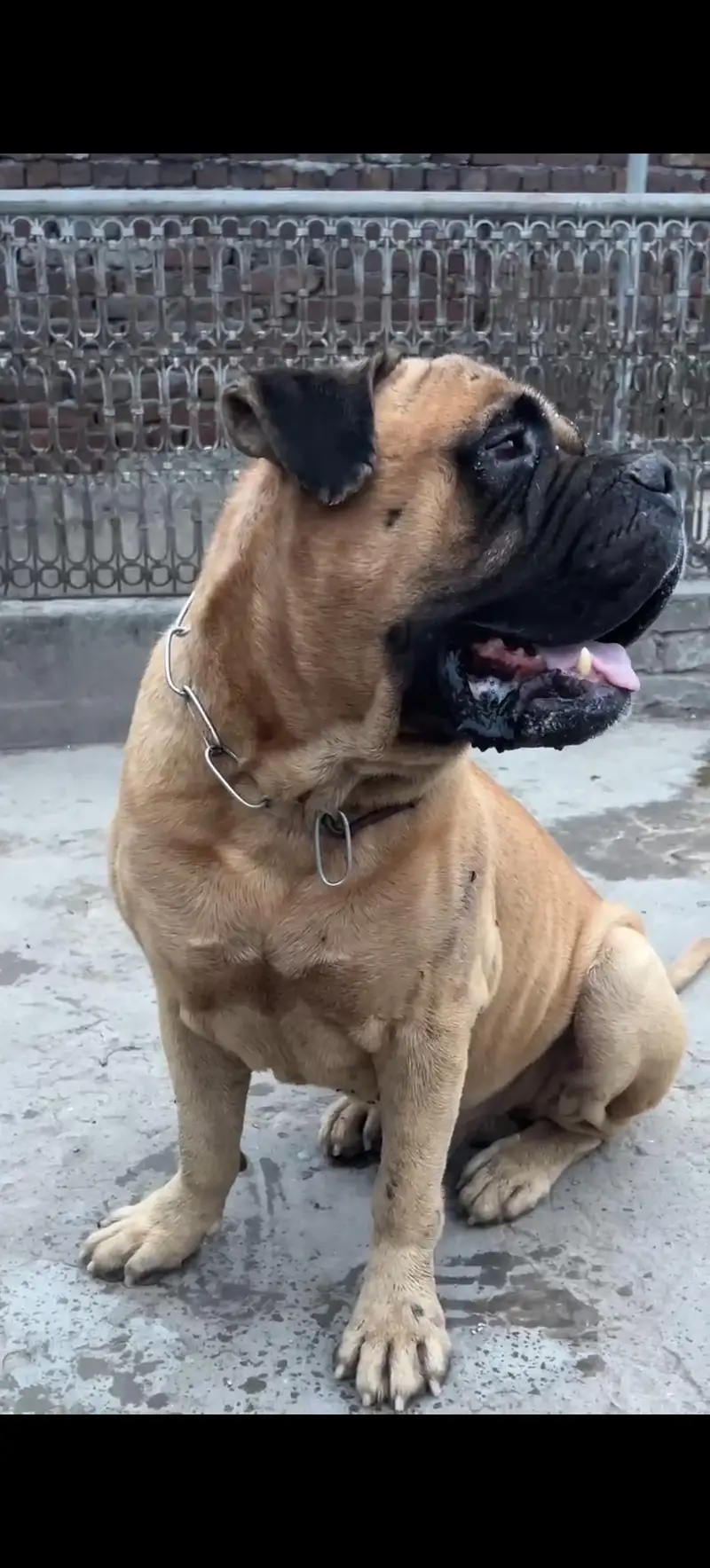 bull mestiff male for sale — photo 4