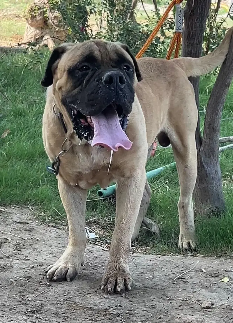bull mestiff male for sale — photo 6